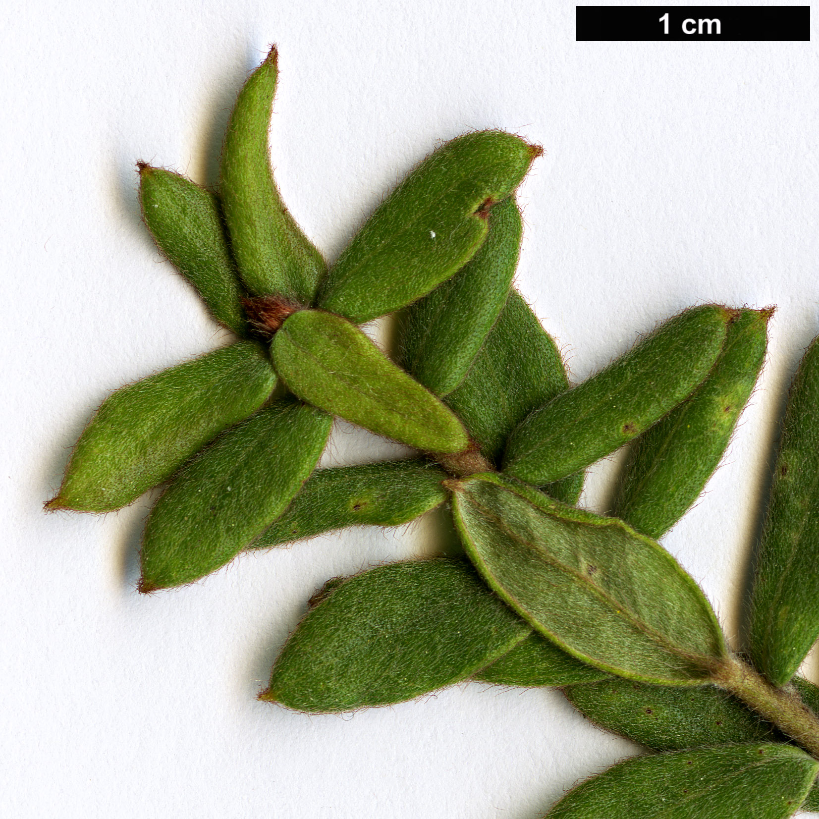 High resolution image: Family: Proteaceae - Genus: Grevillea - Taxon: buxifolia - SpeciesSub: subsp. buxifolia